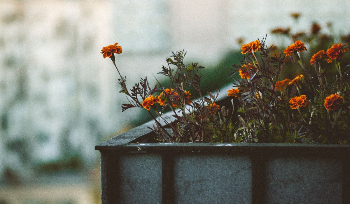 blog single post
